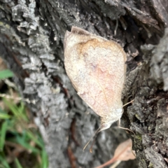 Heteronympha merope at Magpie Hill Park, Lyneham - 3 Mar 2024 02:02 PM