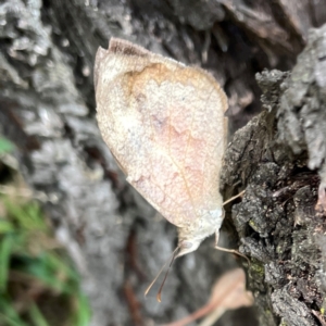 Heteronympha merope at Magpie Hill Park, Lyneham - 3 Mar 2024