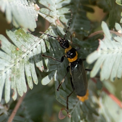 Chauliognathus lugubris (Plague Soldier Beetle) at Magpie Hill Park, Lyneham - 3 Mar 2024 by Hejor1