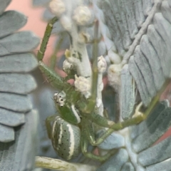 Lehtinelagia prasina at Magpie Hill Park, Lyneham - 3 Mar 2024