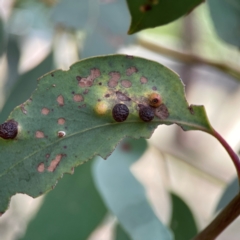 Unverified Eucalyptus Gall at Magpie Hill Park, Lyneham - 3 Mar 2024 by Hejor1