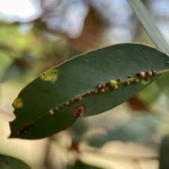 Unverified Eucalyptus Gall at Magpie Hill Park, Lyneham - 3 Mar 2024 by Hejor1