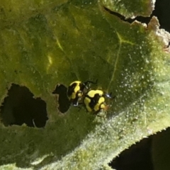 Illeis galbula (Fungus-eating Ladybird) at QPRC LGA - 2 Mar 2024 by Paul4K