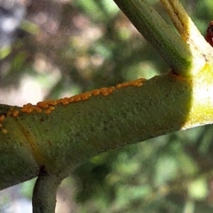 Acizzia sp. (genus) (Unidentified wattle psyllid) at Mount Majura - 18 Feb 2024 by JenniM