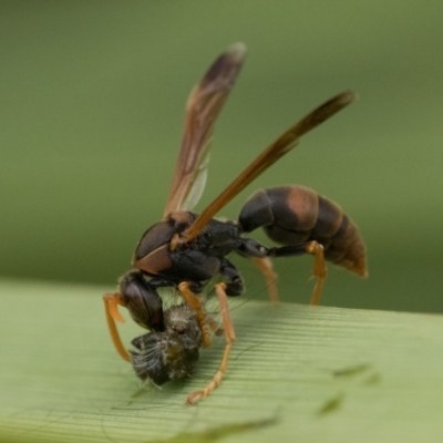 Polistes (Polistella) humilis (Common Paper Wasp) at Duffy, ACT - 2 Mar 2024 by patrickcox