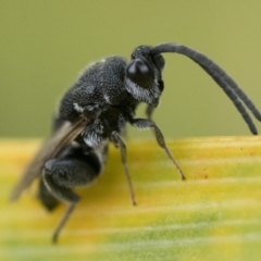 Chalcididae (family) (Unidentified chalcid wasp) at Duffy, ACT - 2 Mar 2024 by patrickcox