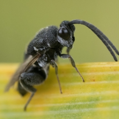 Chalcididae (family) (Unidentified chalcid wasp) at Duffy, ACT - 1 Mar 2024 by patrickcox