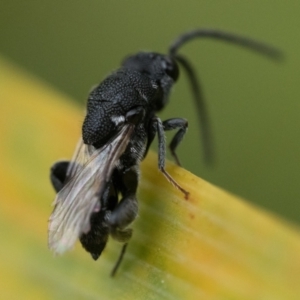 Chalcididae (family) at Duffy, ACT - 2 Mar 2024 10:00 AM