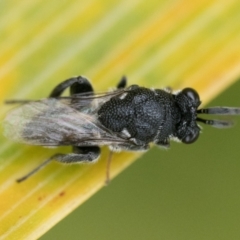 Chalcididae (family) at Duffy, ACT - 2 Mar 2024