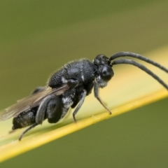 Chalcididae (family) at Duffy, ACT - 2 Mar 2024 10:00 AM