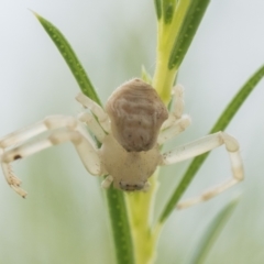 Thomisus spectabilis (Spectacular Crab Spider) at Duffy, ACT - 2 Mar 2024 by patrickcox