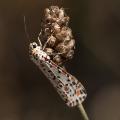 Utetheisa pulchelloides (Heliotrope Moth) at Rendezvous Creek, ACT - 2 Mar 2024 by patrickcox