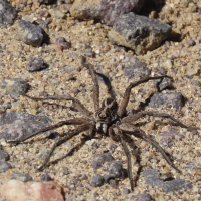 Venatrix sp. (genus) at Rendezvous Creek, ACT - 3 Mar 2024 by SandraH