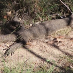 Varanus rosenbergi (Heath or Rosenberg's Monitor) at Rendezvous Creek, ACT - 2 Mar 2024 by SandraH