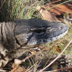 Varanus rosenbergi at Namadgi National Park - 3 Mar 2024