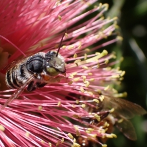 Megachile (Eutricharaea) macularis at Murrumbateman, NSW - 3 Mar 2024