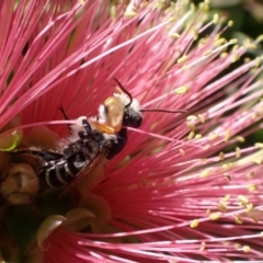 Megachile (Eutricharaea) macularis at Murrumbateman, NSW - 3 Mar 2024 11:49 AM