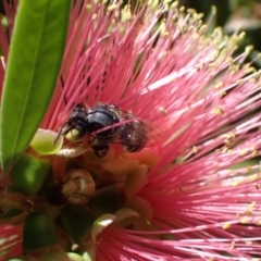 Megachile (Eutricharaea) macularis at Murrumbateman, NSW - 3 Mar 2024