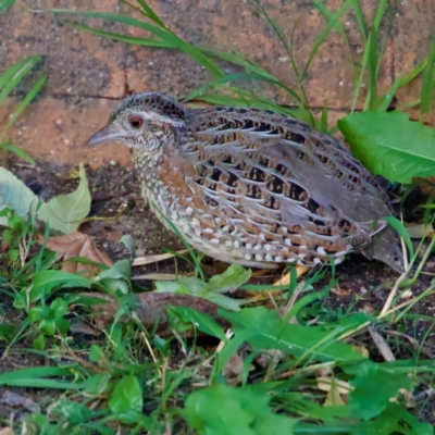 Turnix varius (Painted Buttonquail) at Kaleen, ACT - 3 Mar 2024 by VBraguine