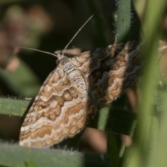 Chrysolarentia heliacaria (Heliacaria Carpet) at Tennent, ACT - 3 Mar 2024 by patrickcox