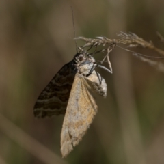 Chrysolarentia heliacaria at Namadgi National Park - 3 Mar 2024