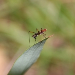 Metopochetus sp. (genus) (Unidentified Metopochetus stilt fly) at Captains Flat, NSW - 3 Mar 2024 by Csteele4