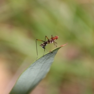 Metopochetus sp. (genus) at QPRC LGA - 3 Mar 2024