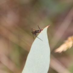 Metopochetus sp. (genus) at QPRC LGA - 3 Mar 2024