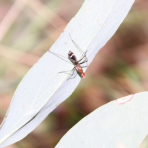 Metopochetus sp. (genus) at QPRC LGA - 3 Mar 2024