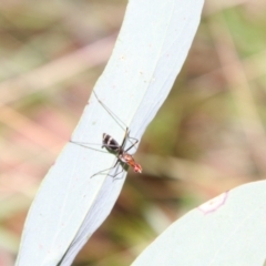 Metopochetus sp. (genus) at QPRC LGA - 3 Mar 2024