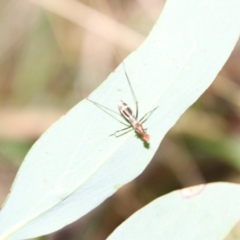 Metopochetus sp. (genus) at QPRC LGA - 3 Mar 2024