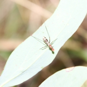 Metopochetus sp. (genus) at QPRC LGA - 3 Mar 2024