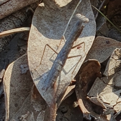 Bolbe nigra (Black Ground Mantid) at Yass River, NSW - 3 Mar 2024 by SenexRugosus