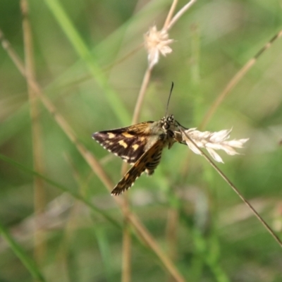 Hesperilla munionga (Alpine Sedge-Skipper) at QPRC LGA - 3 Mar 2024 by Csteele4