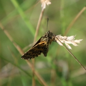 Hesperilla munionga at QPRC LGA - 3 Mar 2024