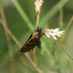 Hesperilla munionga at QPRC LGA - 3 Mar 2024