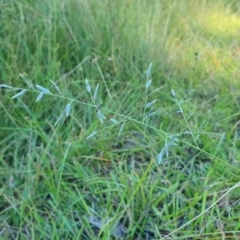 Eragrostis brownii (Common Love Grass) at Yass River, NSW - 3 Mar 2024 by SenexRugosus