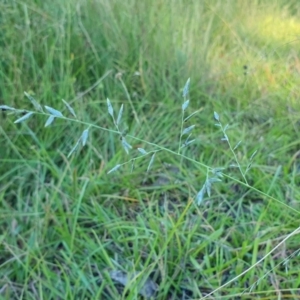 Eragrostis brownii at Rugosa - 3 Mar 2024 05:45 PM