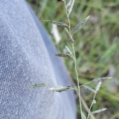 Eragrostis brownii at Rugosa - 3 Mar 2024 05:45 PM