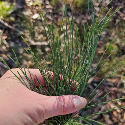 Exocarpos strictus (Dwarf Cherry) at Tallaganda State Forest - 3 Mar 2024 by Csteele4