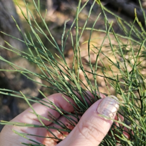 Exocarpos strictus at QPRC LGA - 3 Mar 2024