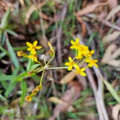 Senecio linearifolius var. denticulatus (Toothed Fireweed Groundsel) at Tallaganda State Forest - 3 Mar 2024 by Csteele4
