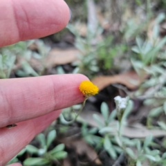 Chrysocephalum apiculatum (Common Everlasting) at Tallaganda State Forest - 3 Mar 2024 by Csteele4