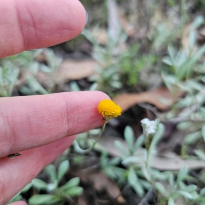 Chrysocephalum apiculatum (Common Everlasting) at Captains Flat, NSW - 3 Mar 2024 by Csteele4