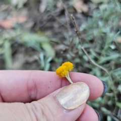 Chrysocephalum apiculatum at QPRC LGA - 3 Mar 2024 07:15 PM