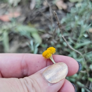 Chrysocephalum apiculatum at QPRC LGA - 3 Mar 2024 07:15 PM