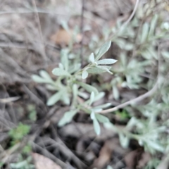 Chrysocephalum apiculatum at QPRC LGA - 3 Mar 2024