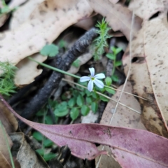 Lobelia pedunculata (Matted Pratia) at Captains Flat, NSW - 3 Mar 2024 by Csteele4