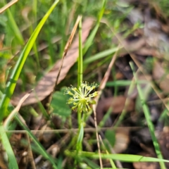 Hydrocotyle laxiflora (Stinking Pennywort) at Tallaganda State Forest - 3 Mar 2024 by Csteele4