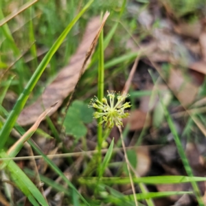 Hydrocotyle laxiflora at Tallaganda State Forest - 3 Mar 2024 05:45 PM